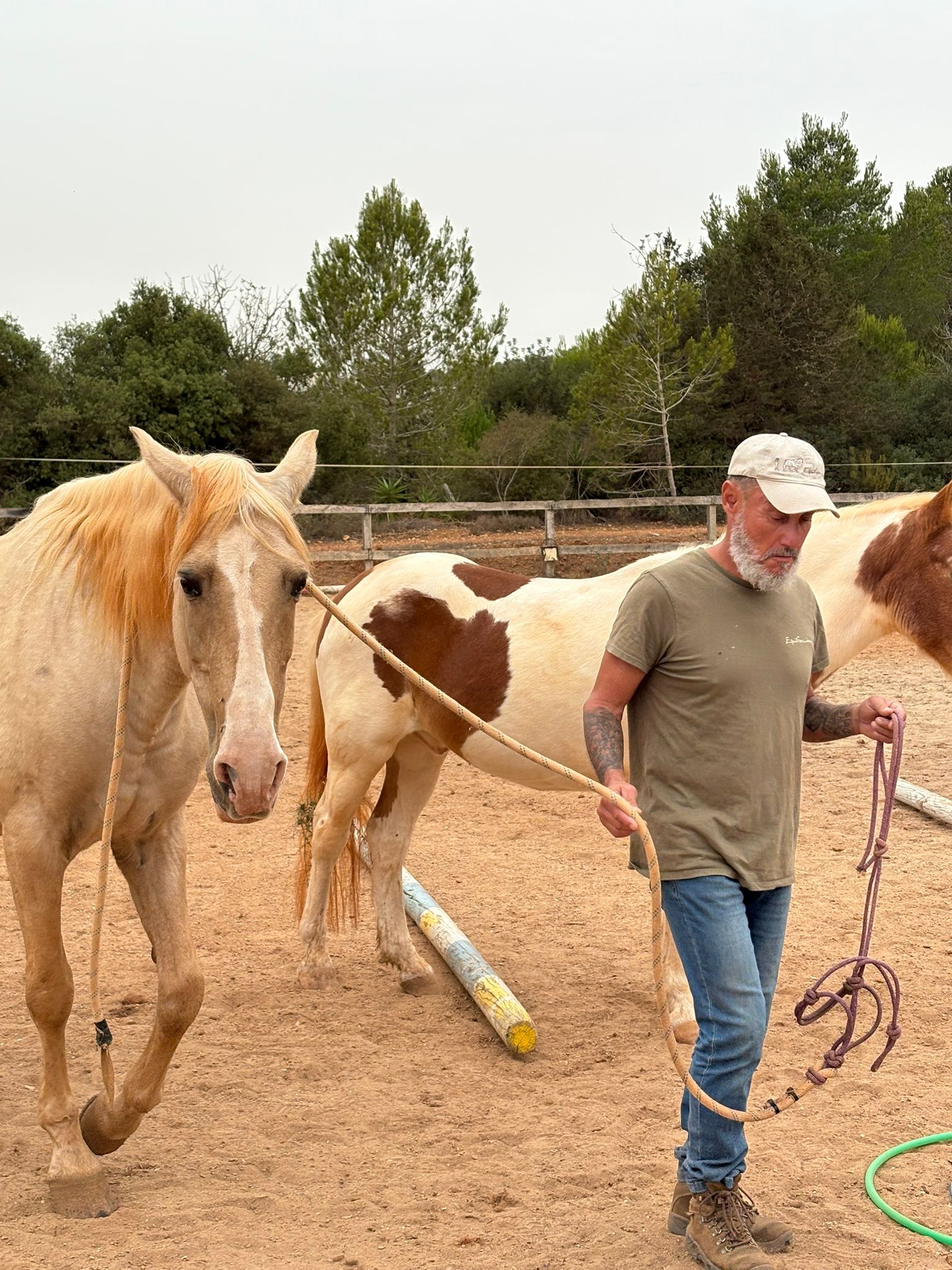 Sesión de desarrollo personal con caballos