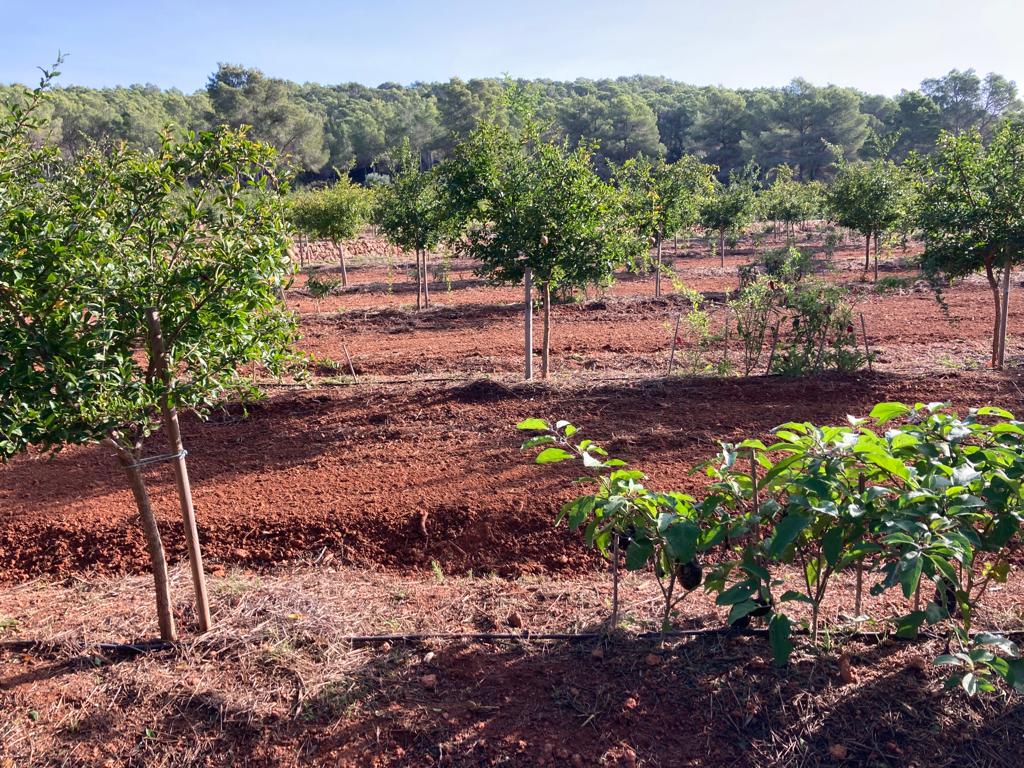 Volcán, percherón joven