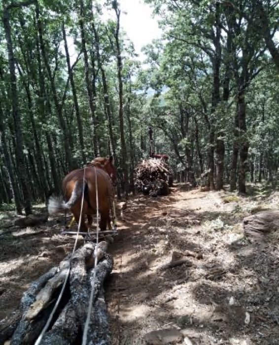 Equipo trabajando en el bosque
